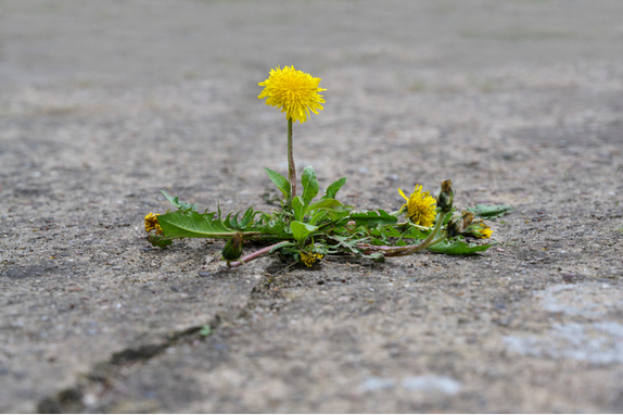 Dandelion